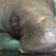Snooty at age 66. Image via the AP.